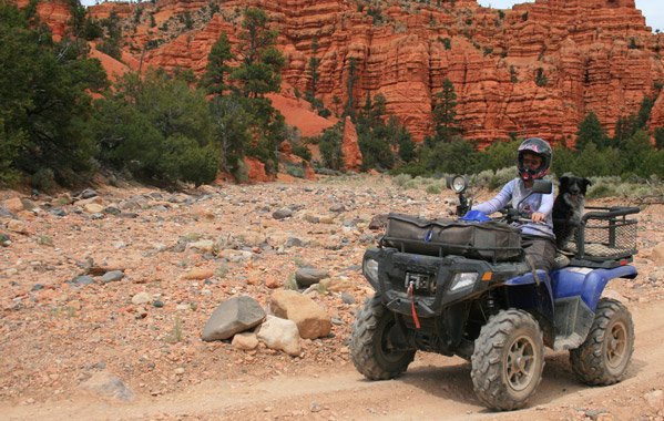ATV Dog Carrier