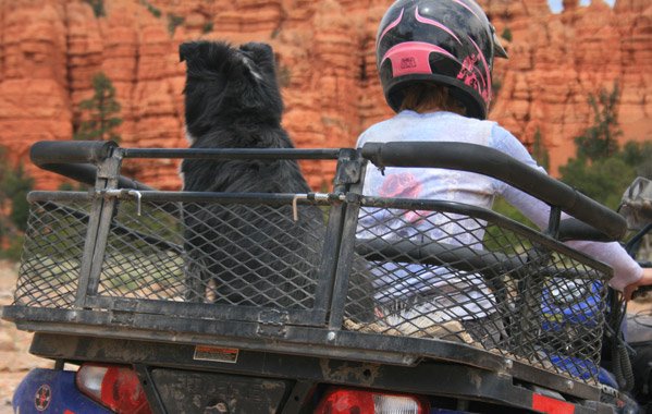 ATV Dog Carrier
