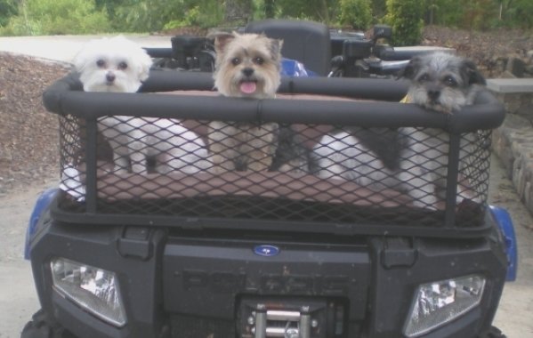 ATV Dog Carrier