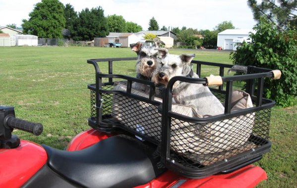 ATV Dog Carrier