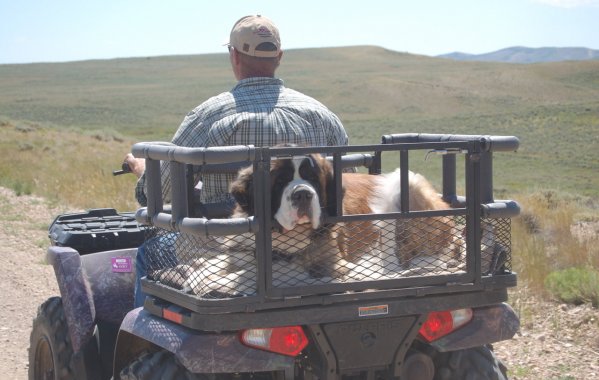 ATV Dog Carrier