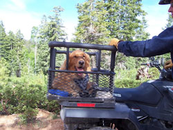 Dusty Dogs ATV Dog Box