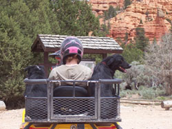 Dusty Dogs ATV Dog Carrier