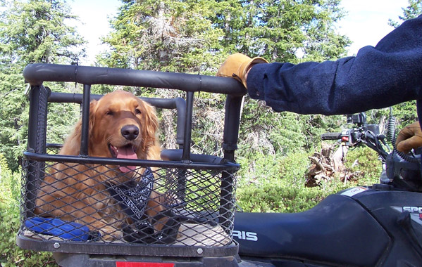 ATV Dog Box