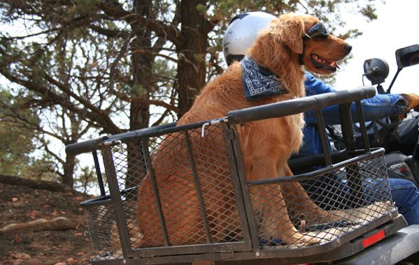 ATV Dog Carrier