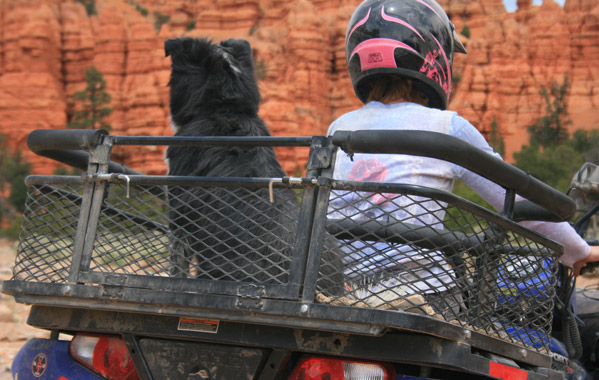 ATV Dog Box